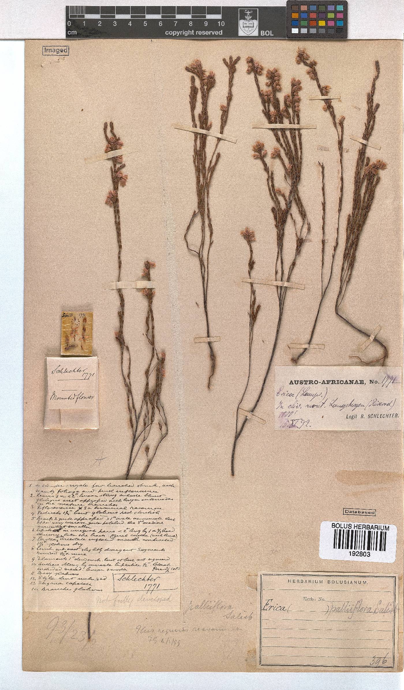 Erica palliiflora image