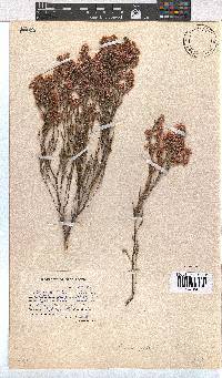 Erica palliiflora image