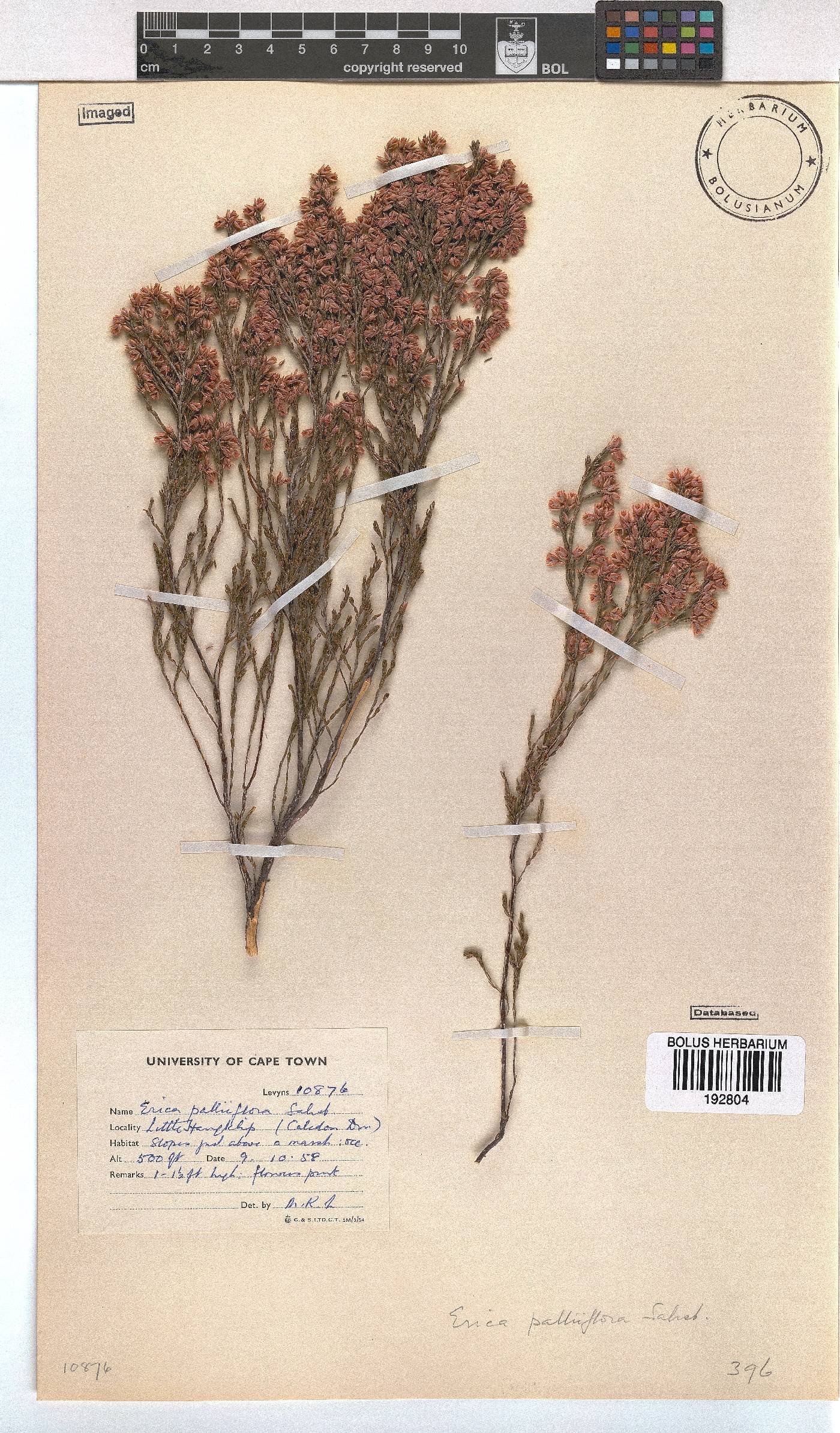 Erica palliiflora image