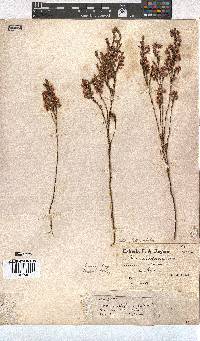 Erica palliiflora image