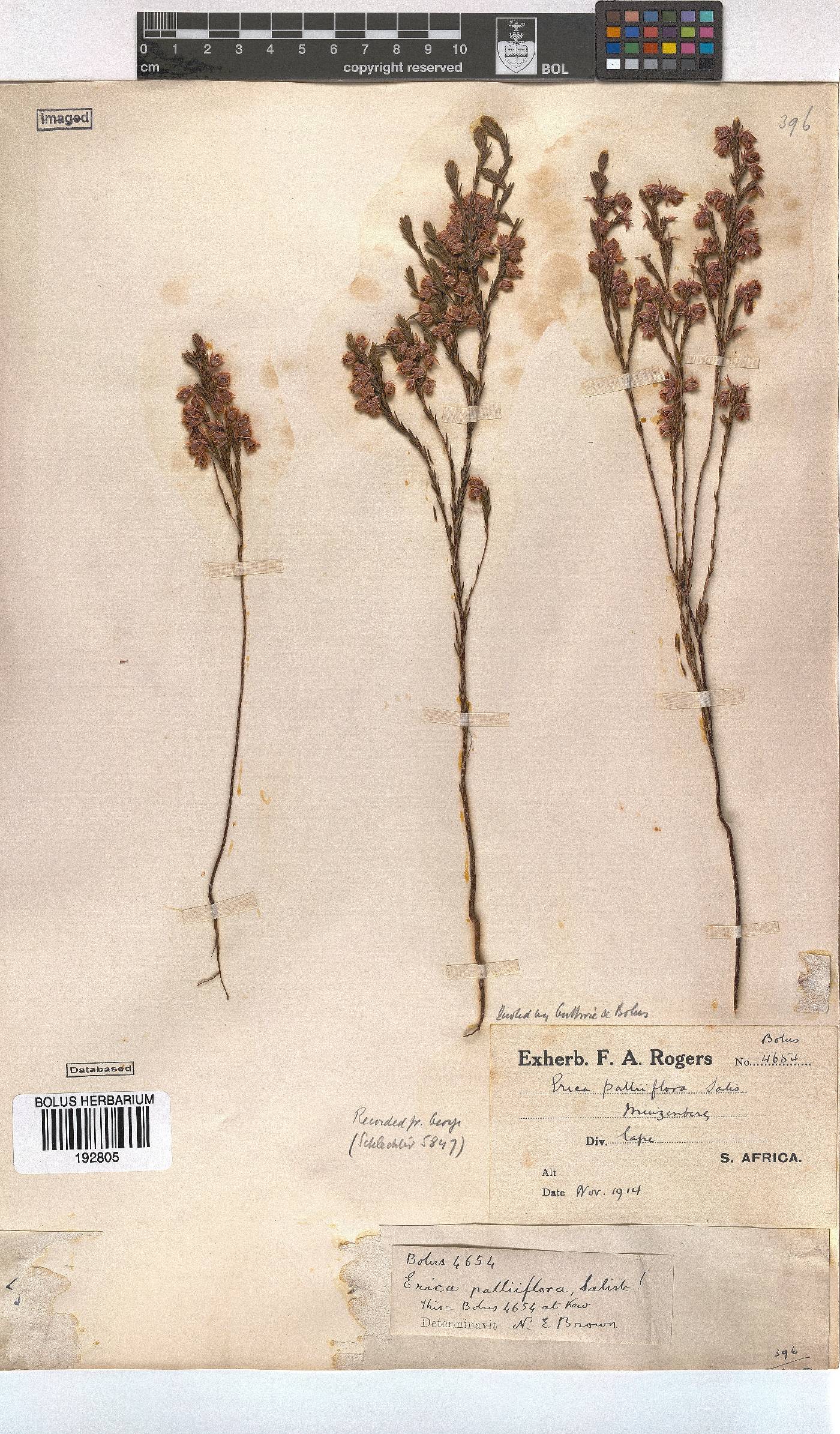 Erica palliiflora image