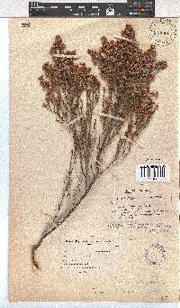 Erica palliiflora image