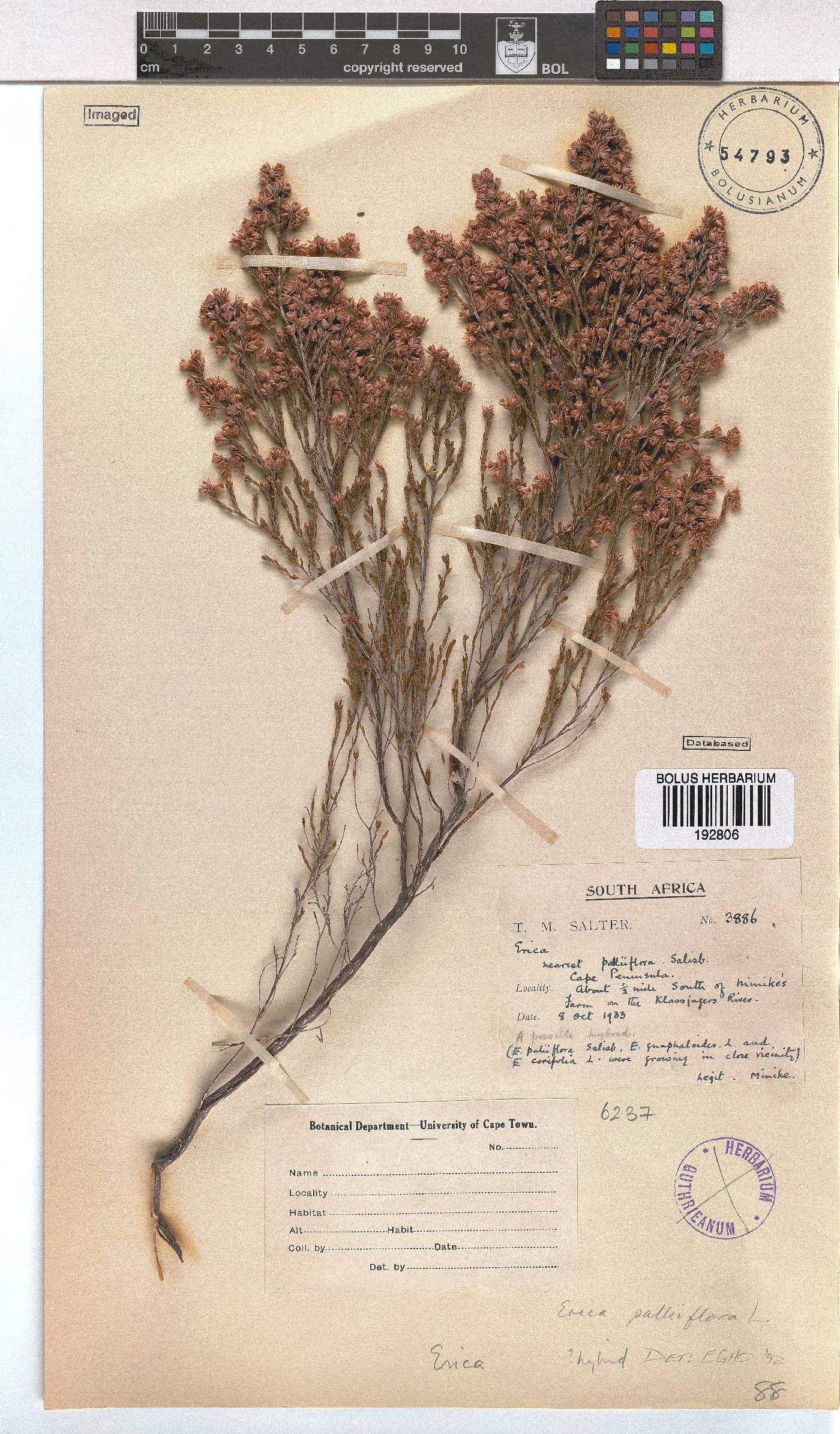 Erica palliiflora image