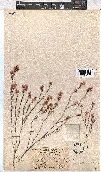 Erica palliiflora image