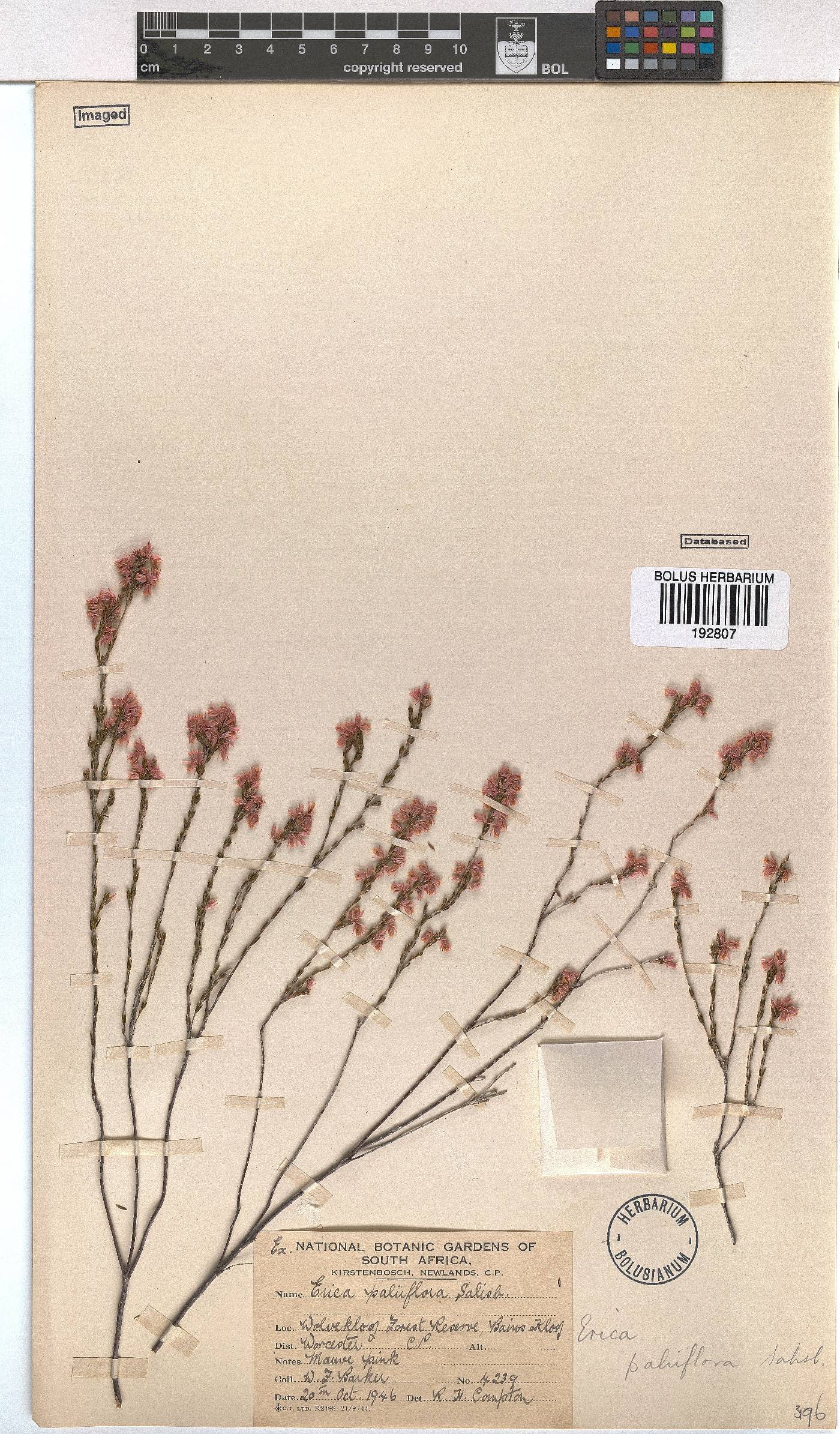 Erica palliiflora image