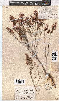 Erica palliiflora image