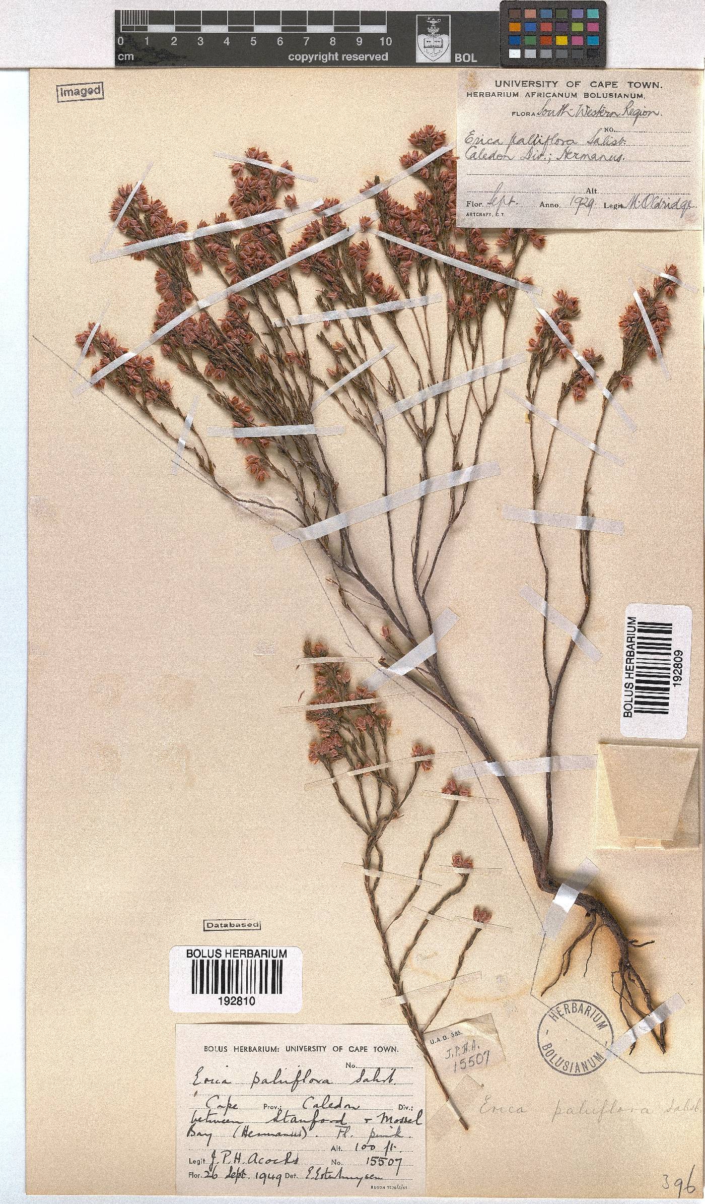 Erica palliiflora image