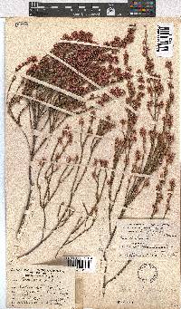 Erica palliiflora image