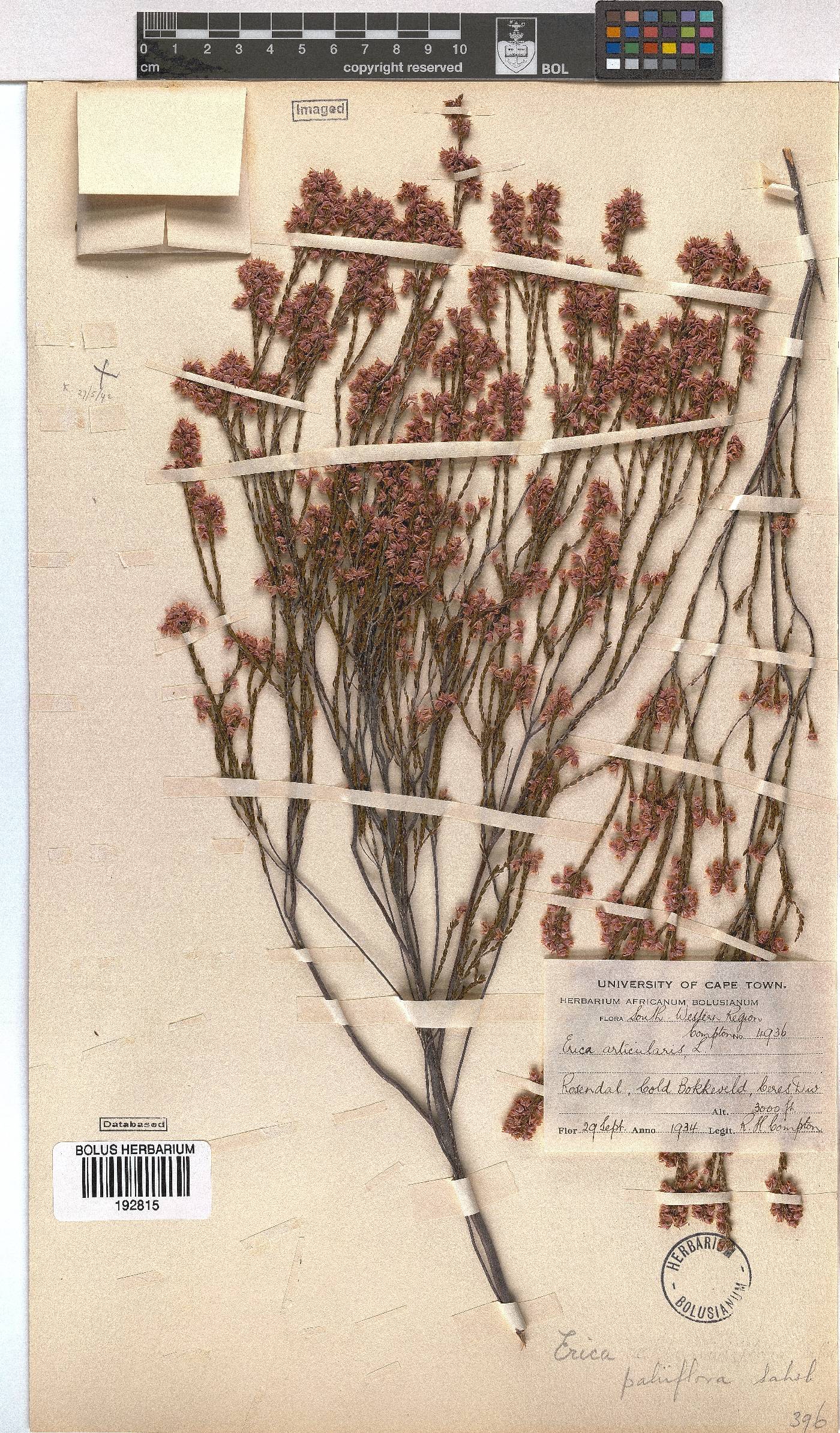 Erica palliiflora image