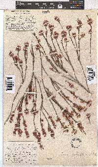 Erica palliiflora image