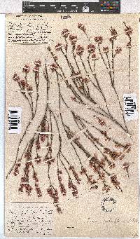 Erica palliiflora image