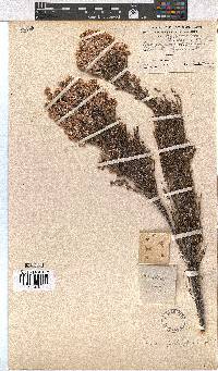 Erica palliiflora image