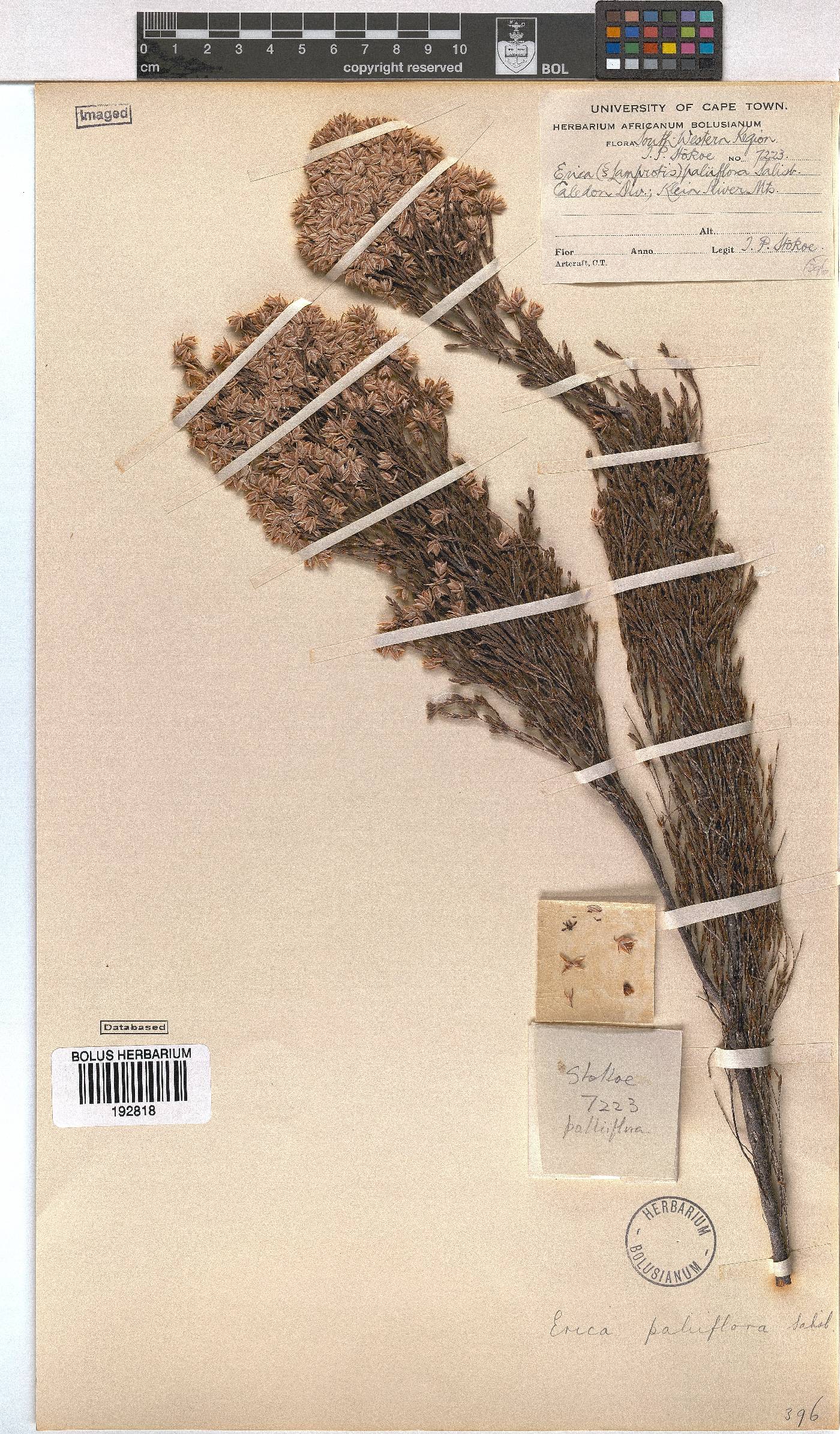 Erica palliiflora image