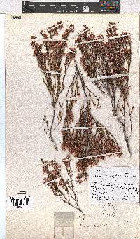 Erica palliiflora image