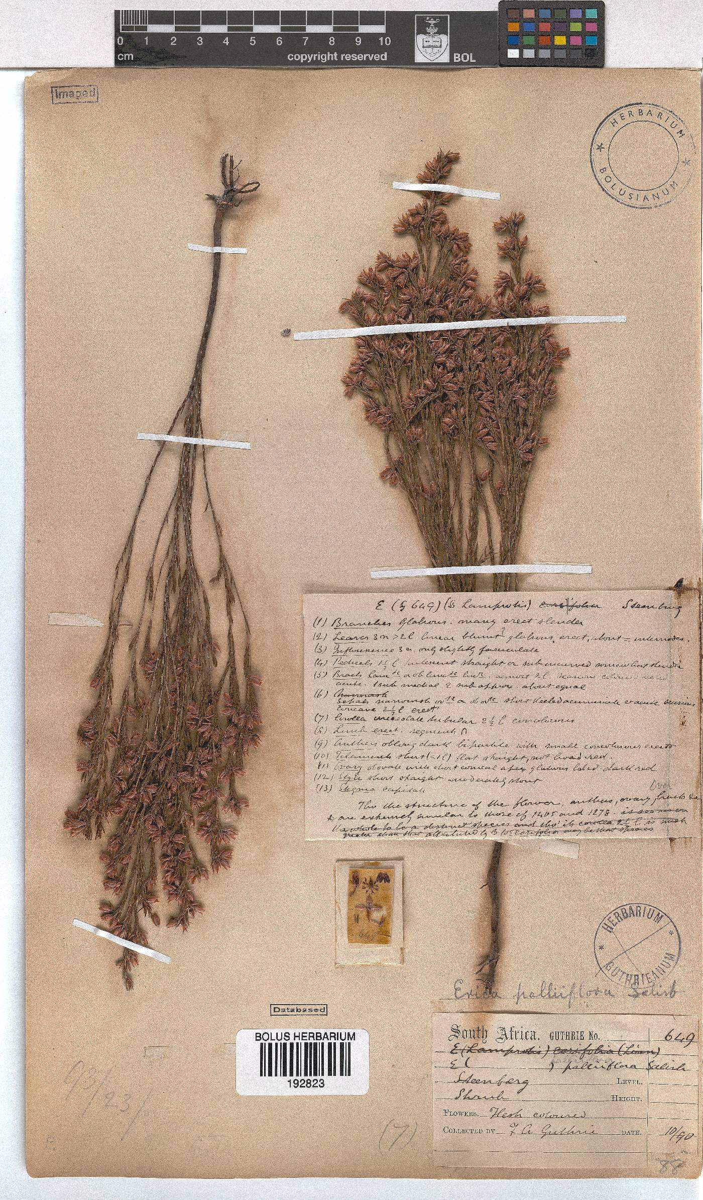 Erica palliiflora image