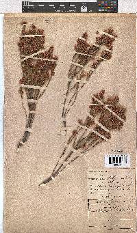 Erica palliiflora image