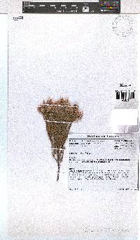 Erica palliiflora image