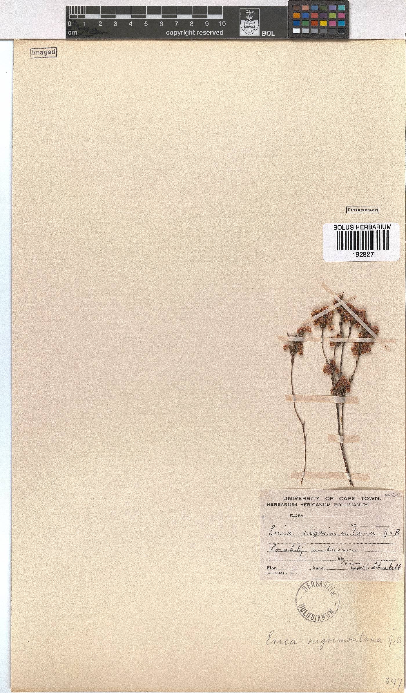 Erica nigrimontana image