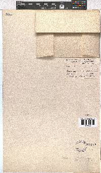 Erica leptantha image