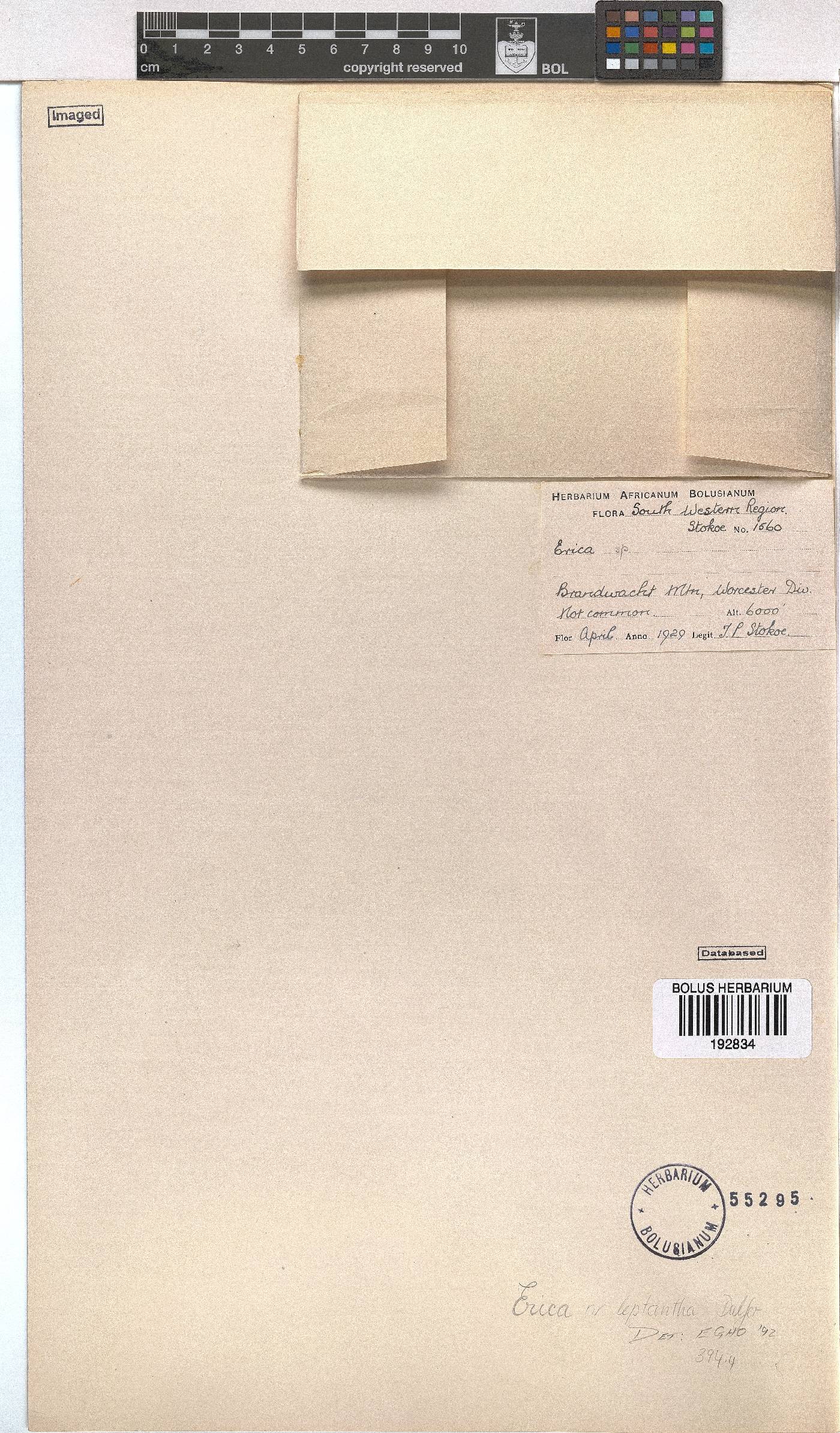 Erica leptantha image