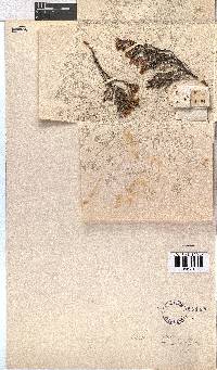 Erica leptantha image