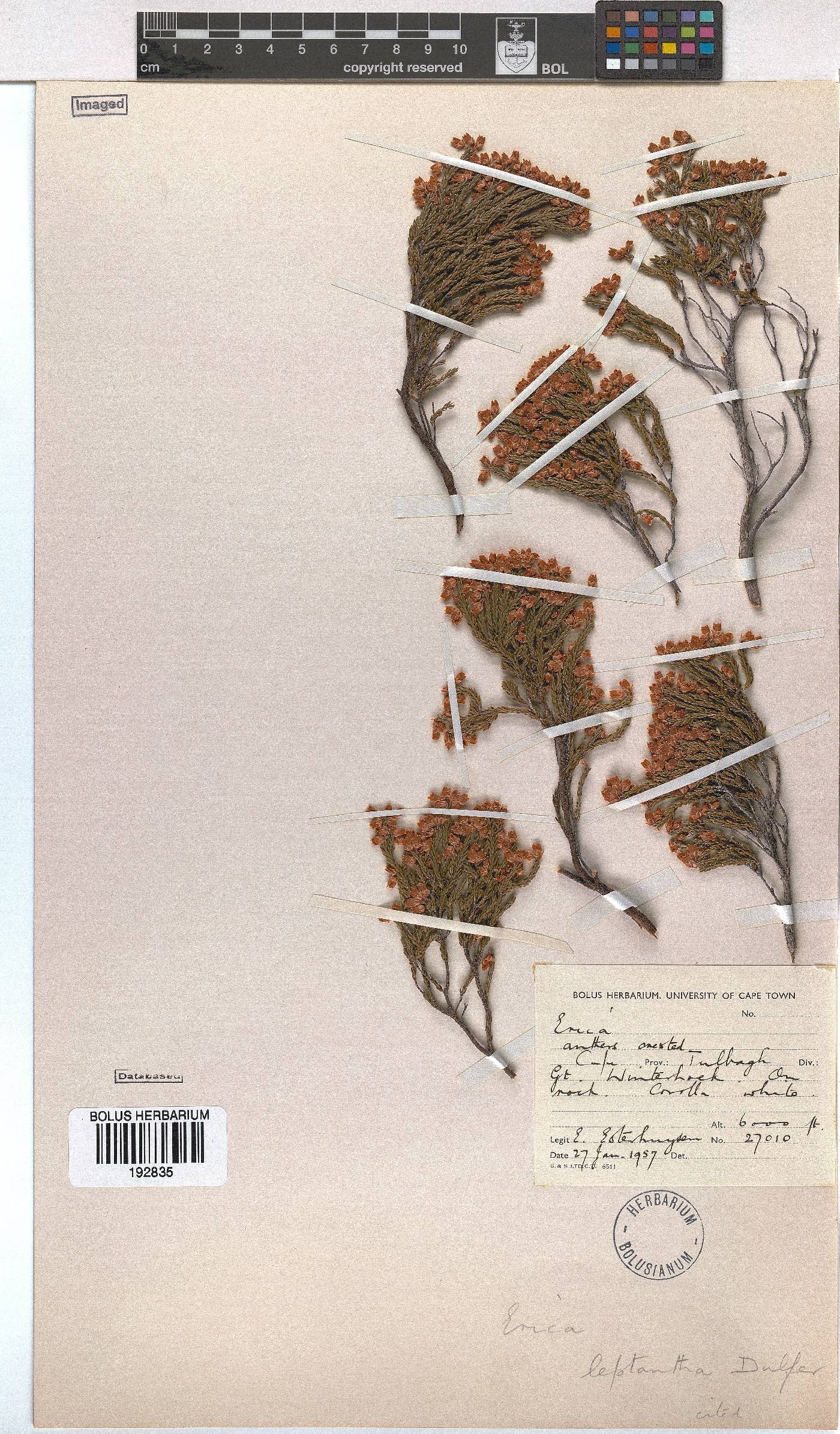 Erica leptantha image