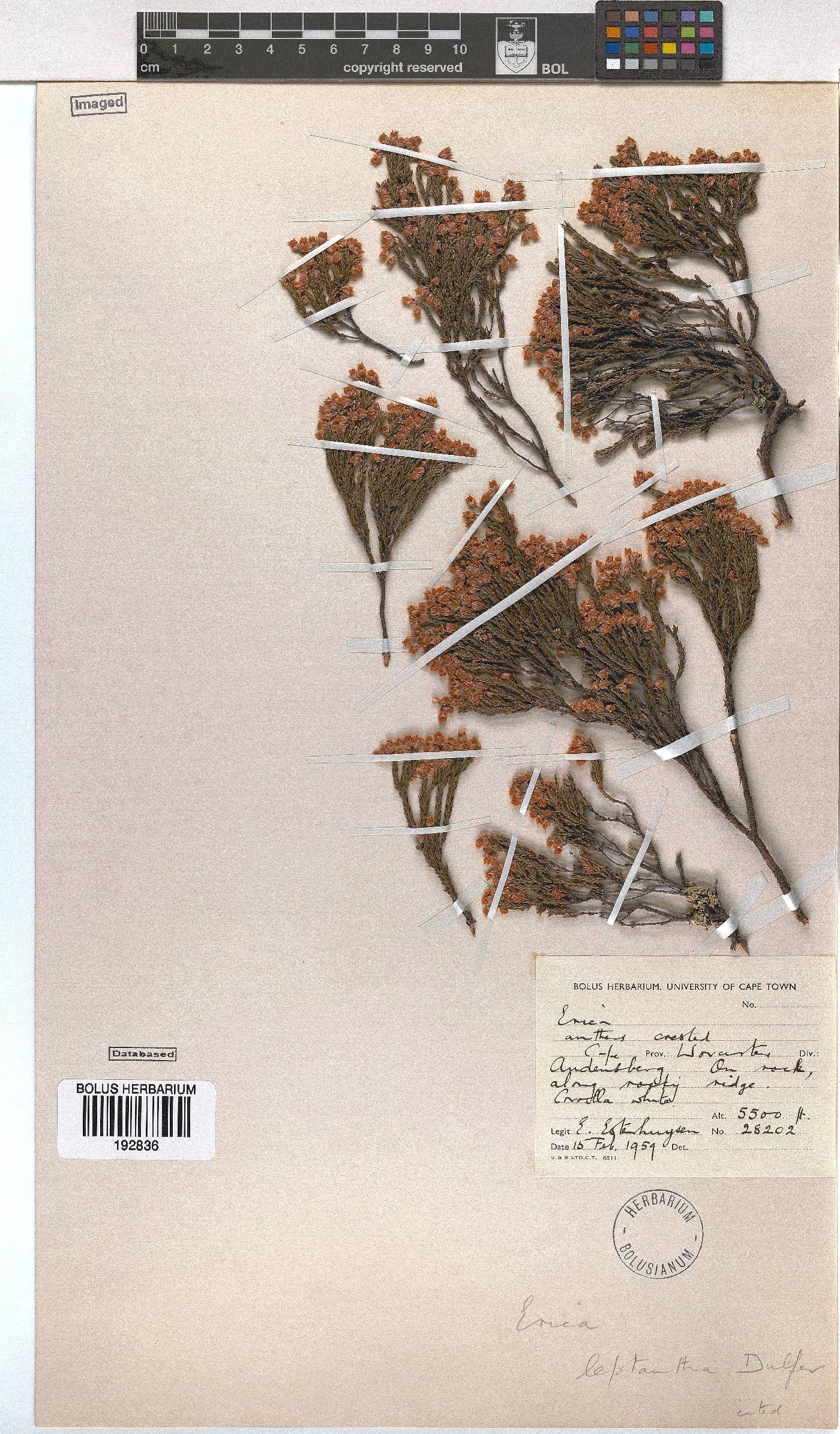 Erica leptantha image