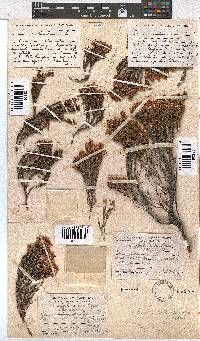 Erica leptantha image