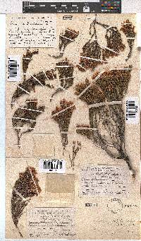 Erica leptantha image