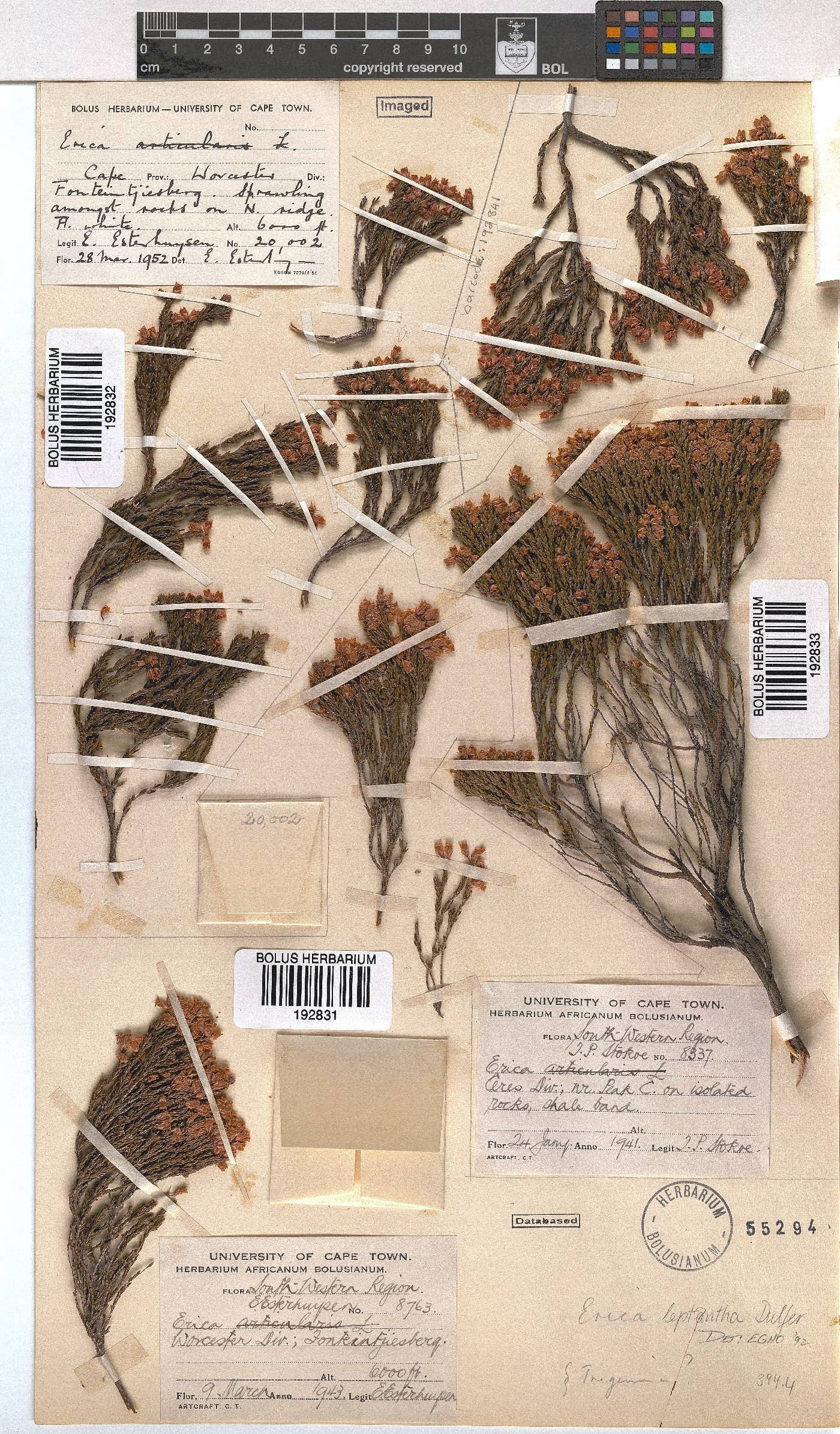 Erica leptantha image