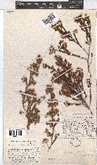 Erica straussiana image