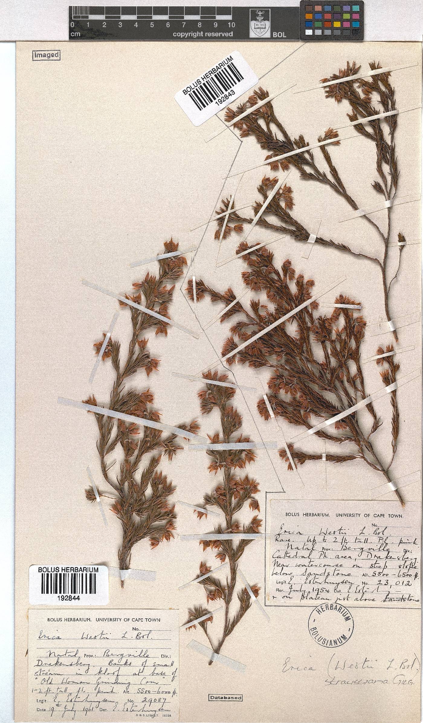 Erica straussiana image