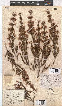 Erica straussiana image