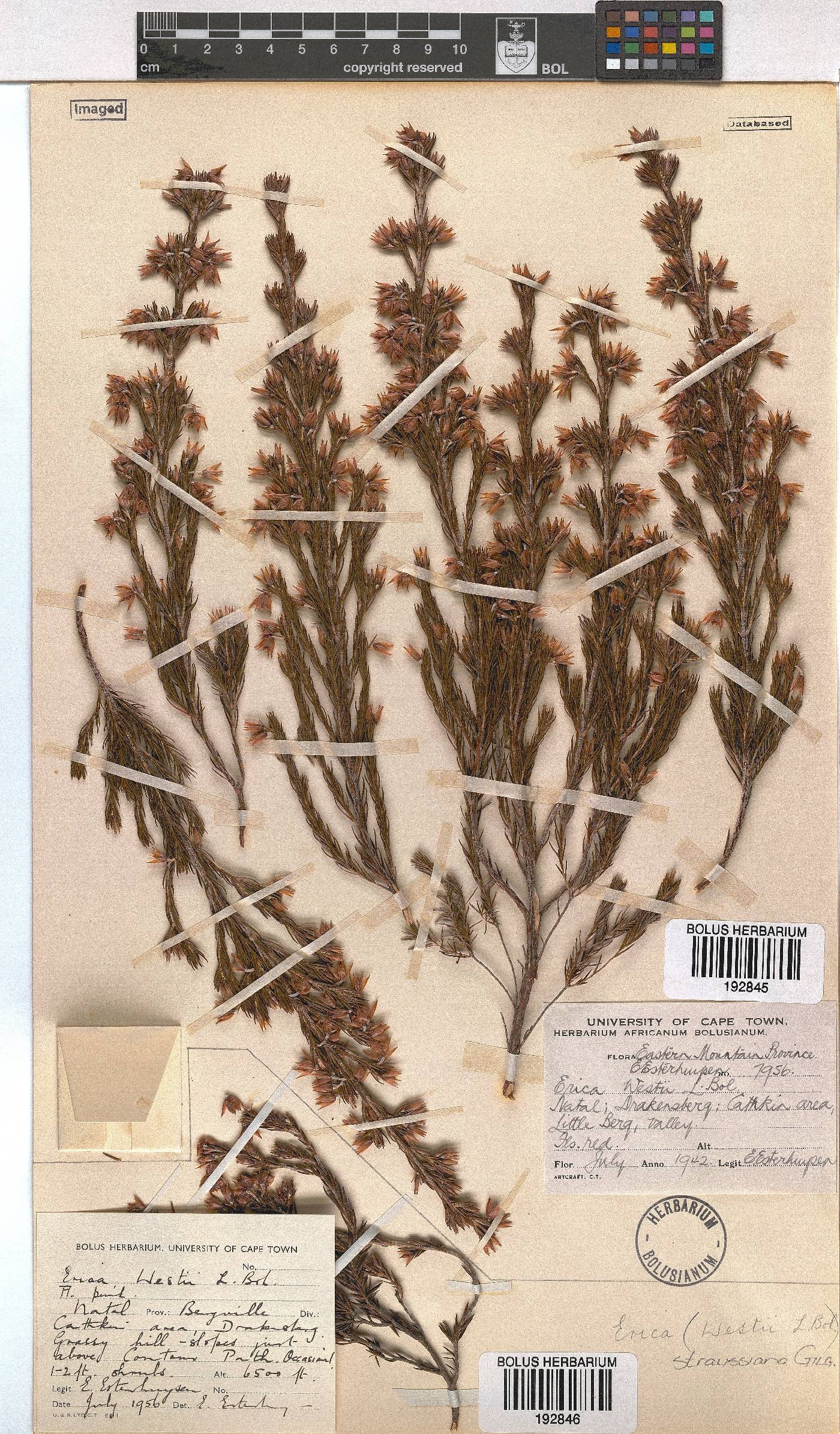 Erica straussiana image