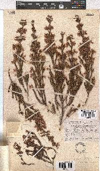 Erica straussiana image