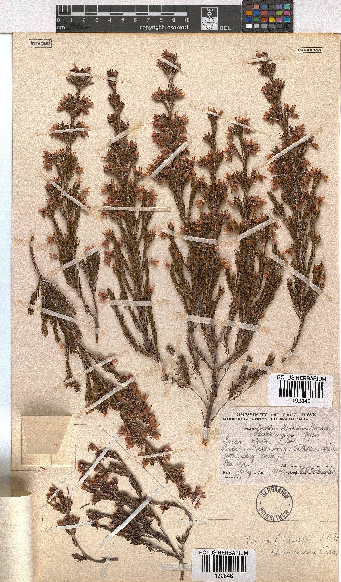 Erica straussiana image