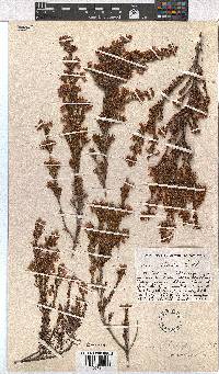 Erica straussiana image