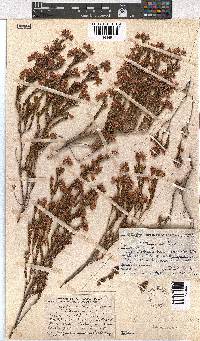 Erica straussiana image