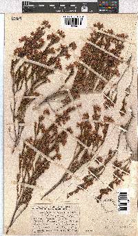 Erica straussiana image