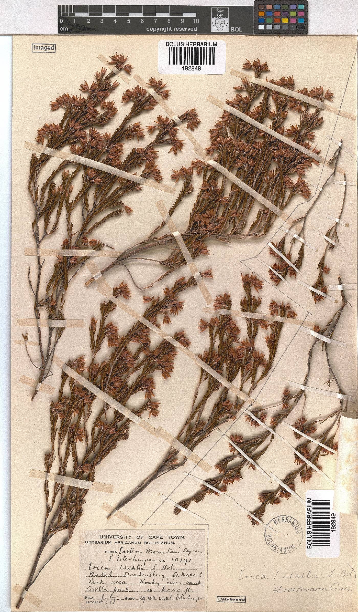 Erica straussiana image