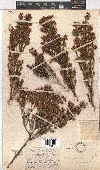 Erica straussiana image