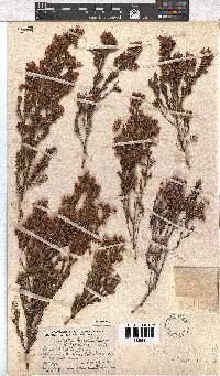 Erica straussiana image