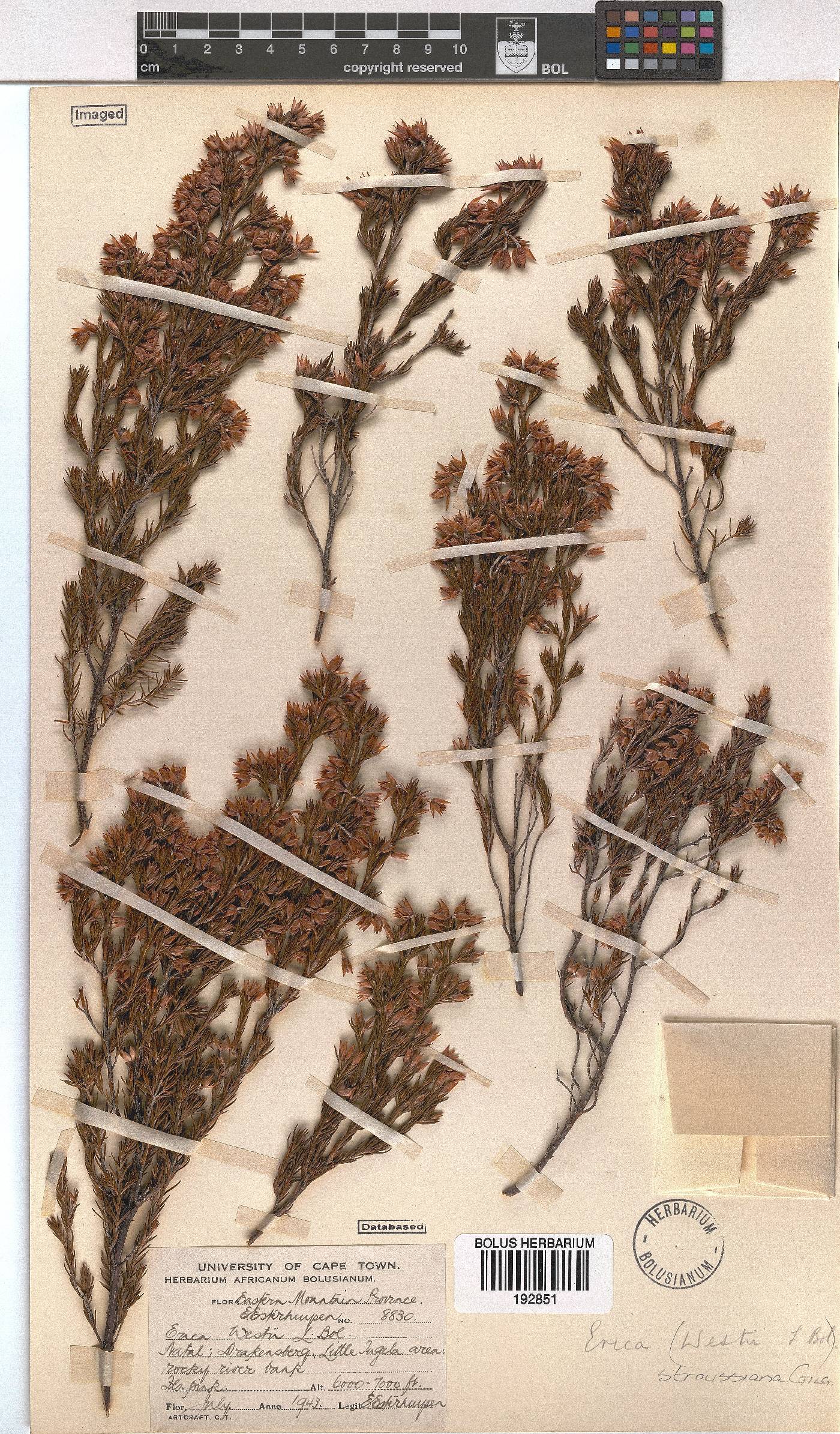 Erica straussiana image