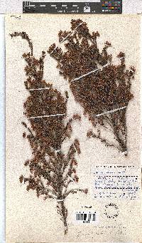 Erica straussiana image