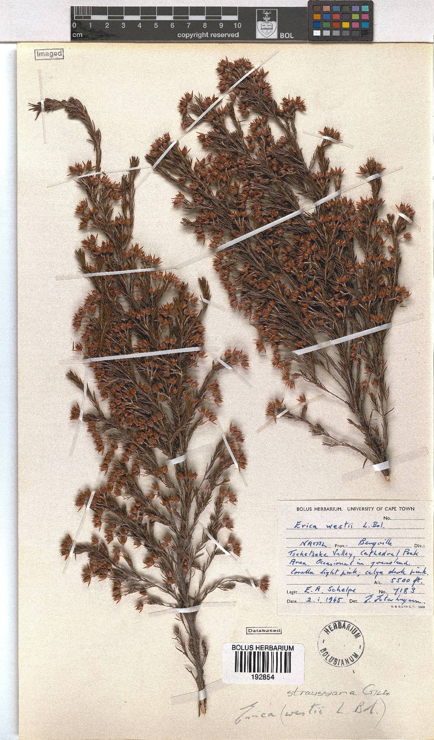 Erica straussiana image