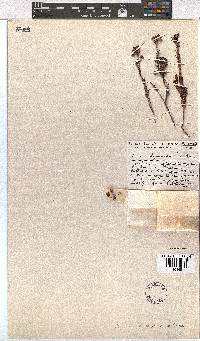 Erica straussiana image