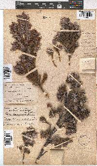 Erica lanuginosa image