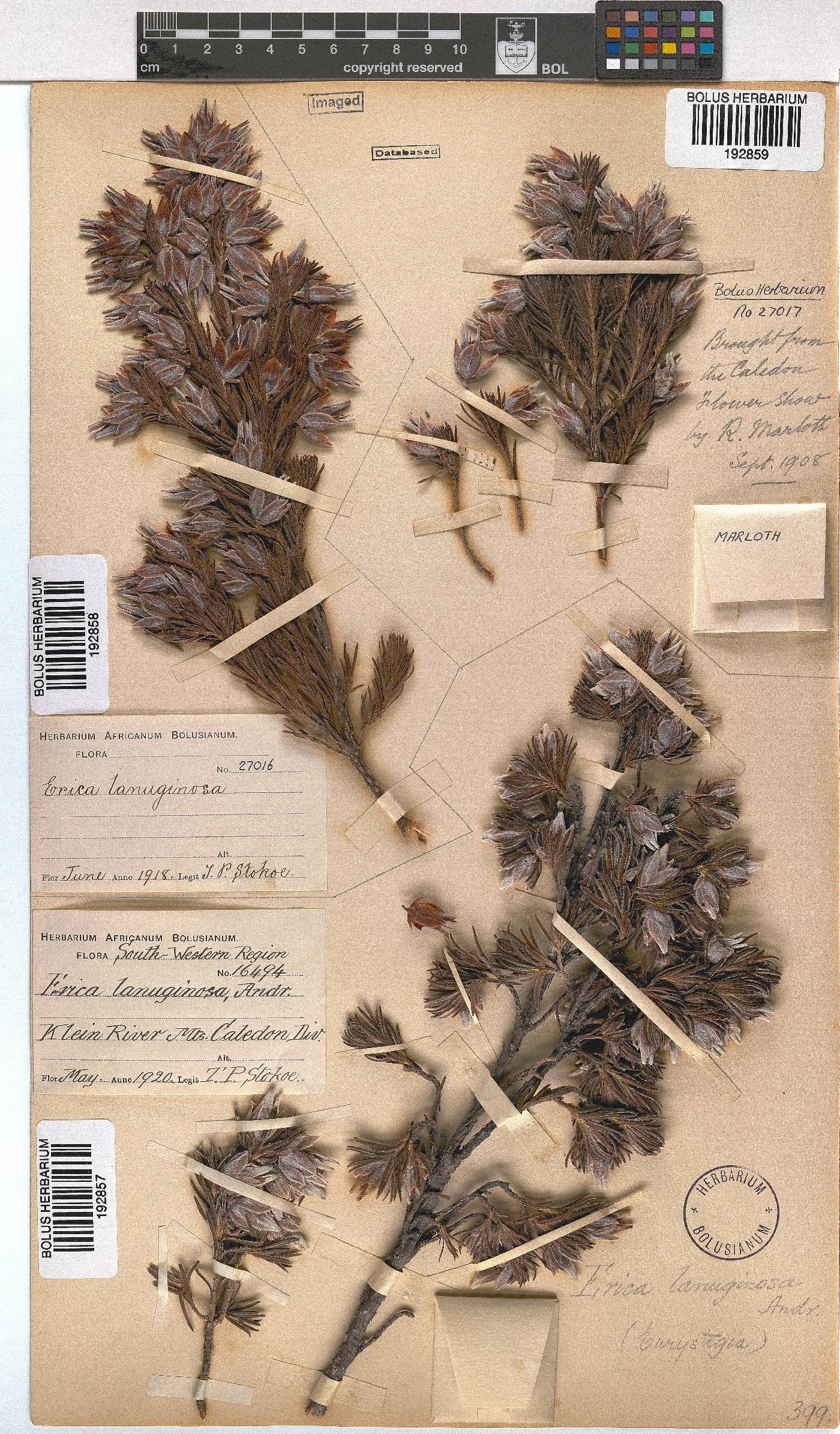 Erica lanuginosa image