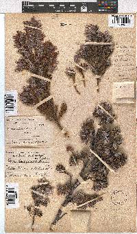 Erica lanuginosa image