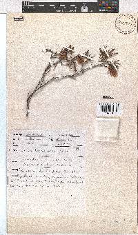 Erica lanuginosa image